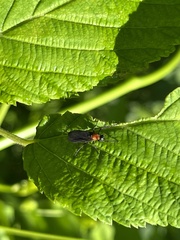 Plecia americana