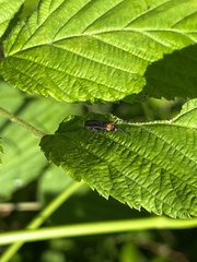 Plecia americana
