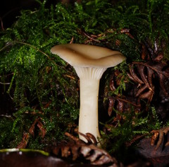 Singerocybe clitocyboides
