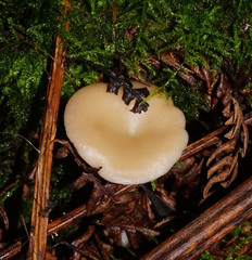 Singerocybe clitocyboides