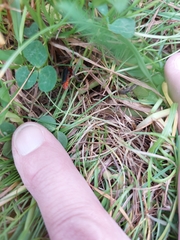 Cantharis rustica