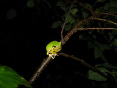 Hyla chinensis