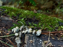 Xylaria polymorpha