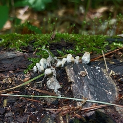 Xylaria polymorpha