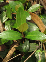 Miconia squamulosa