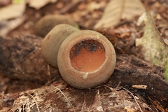 Galiella