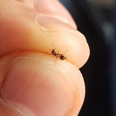 Lasius