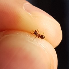 Lasius