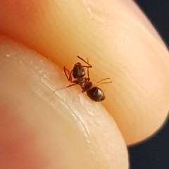 Lasius