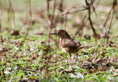 Troglodytes aedon