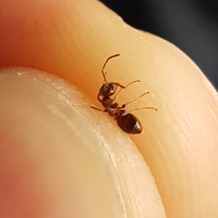 Lasius