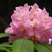 Pacific Rhododendron - Photo (c) Wendy Feltham, some rights reserved (CC BY-NC), uploaded by Wendy Feltham