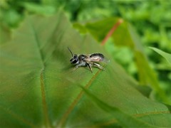 Andrena ventralis