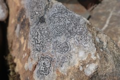 Rhizocarpon reductum