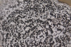 Rhizocarpon reductum