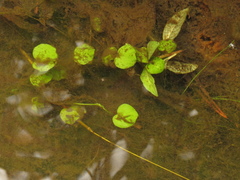 Ranunculus flagelliformis