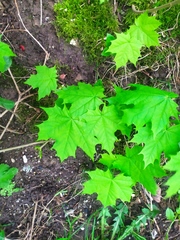 Acer platanoides