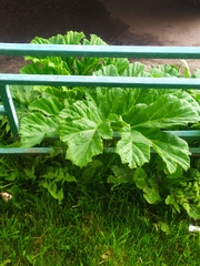 Heracleum sosnowskyi