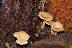 Singerocybe clitocyboides