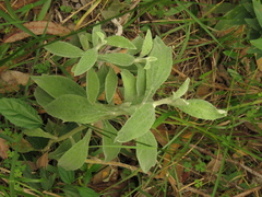 Pseudognaphalium elegans