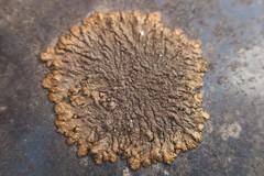 Xanthoparmelia pulla