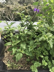 Stachytarpheta urticifolia