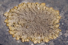 Xanthoparmelia pulla