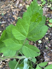 Rubus phoenicolasius
