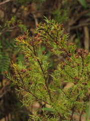 Hypericum juniperinum