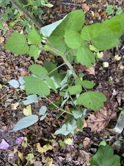 Rubus phoenicolasius