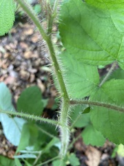 Rubus phoenicolasius