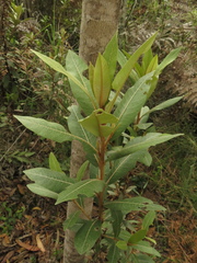 Lepidaploa karstenii