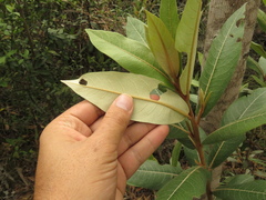 Lepidaploa karstenii