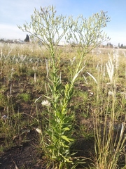 Lactuca brachyrrhyncha
