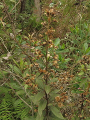 Lepidaploa karstenii