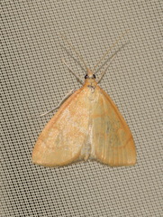 Anania crocealis