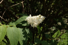 Deutzia crenata