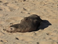 Arctocephalus tropicalis