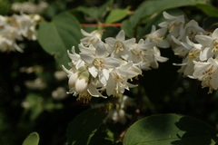 Deutzia crenata