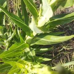 Lactuca brachyrrhyncha