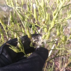 Lactuca brachyrrhyncha