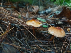 Lepiota