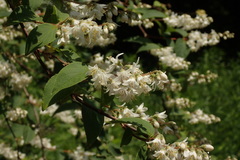 Deutzia crenata