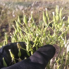 Lactuca brachyrrhyncha