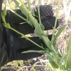 Lactuca brachyrrhyncha