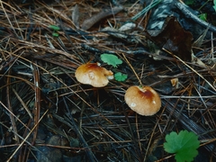 Lepiota