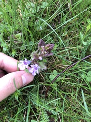 Glechoma hederacea