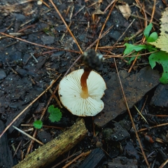 Lepiota