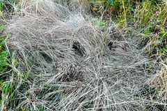 Thryonomys swinderianus