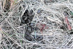 Thryonomys swinderianus